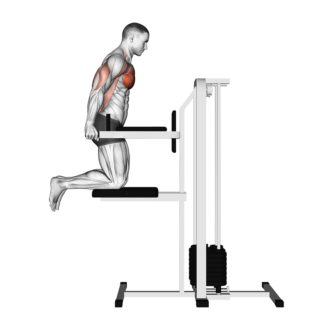 Assisted Chest Dip (Kneeling) demo
