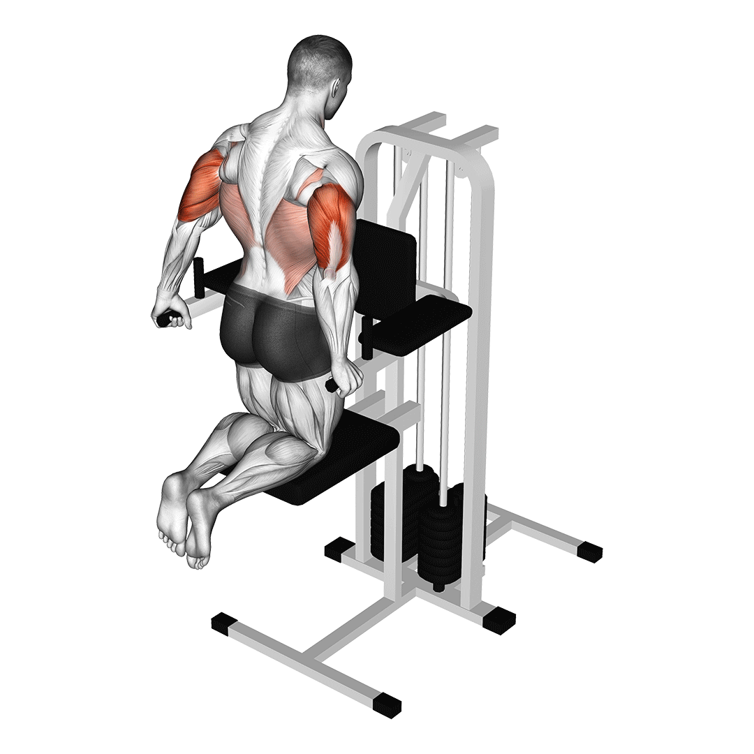 Assisted Triceps Dip (Kneeling) demo