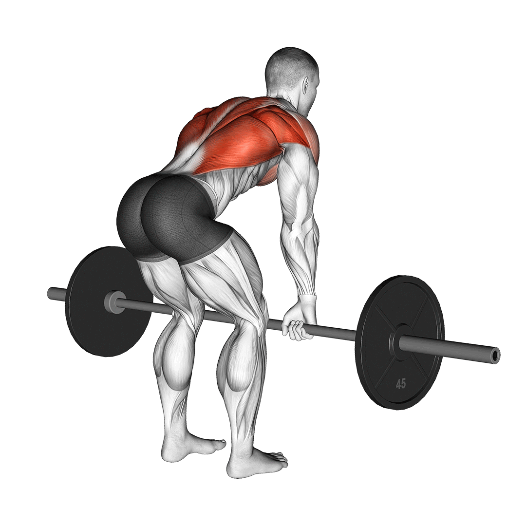 Barbell Bent Over Row demo
