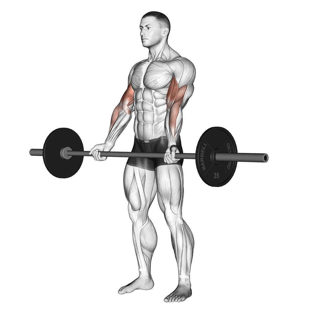 Barbell Curl demo