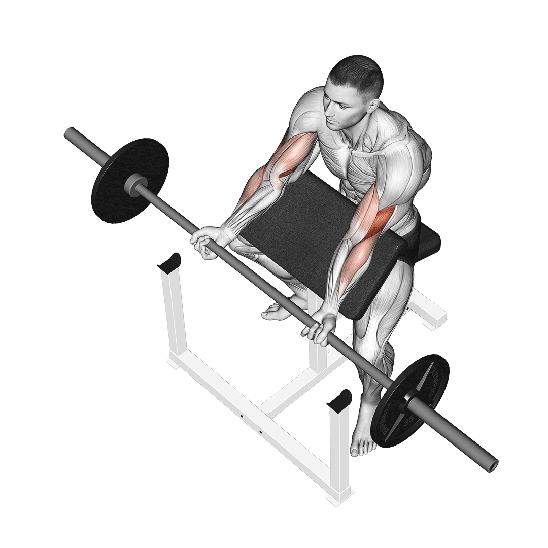 Barbell Preacher Curl demo
