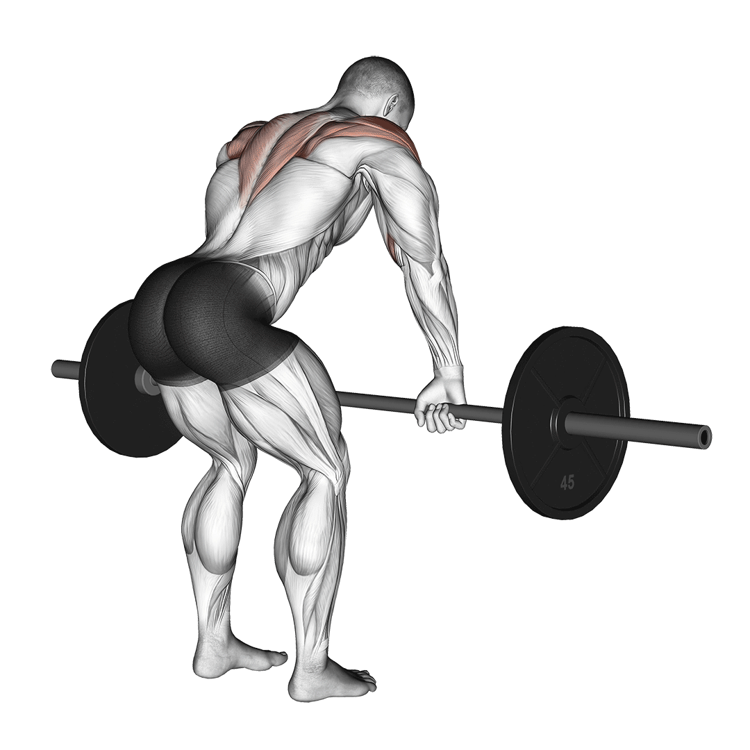 Barbell Rear Delt Row demo
