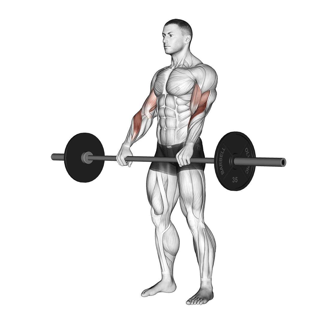 Barbell Reverse Curl demo