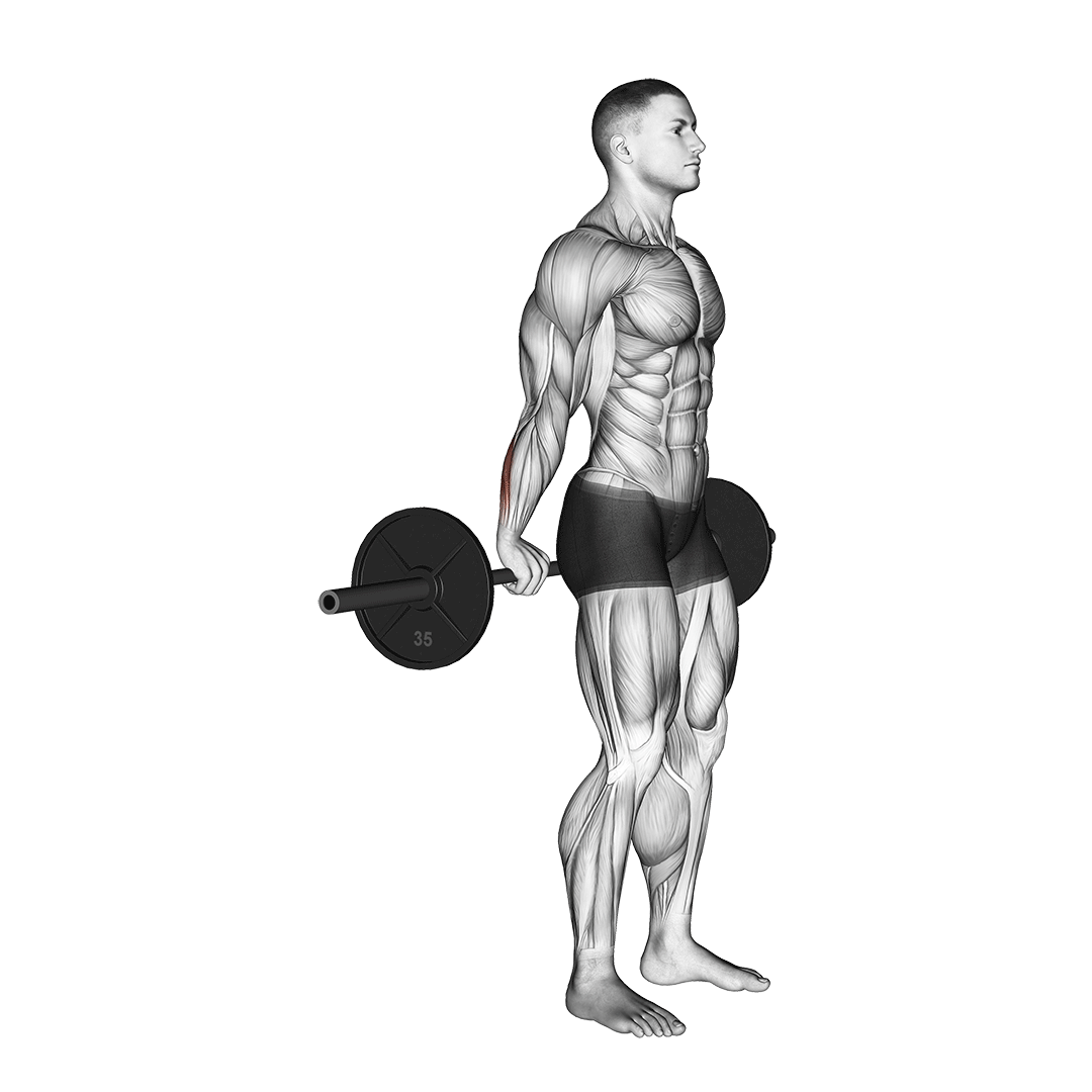 Barbell Standing Back Wrist Curl demo