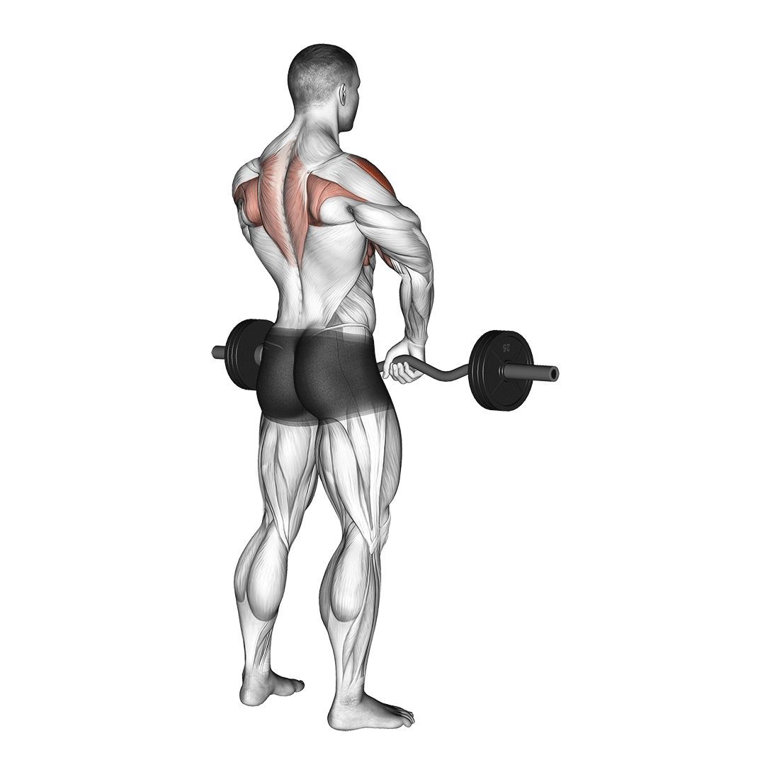 Barbell Upright Row demo