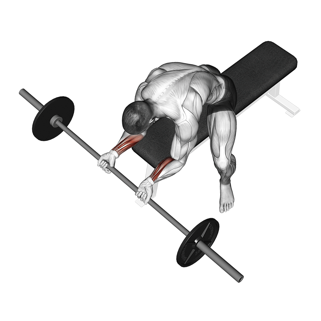 Barbell Wrist Curl demo