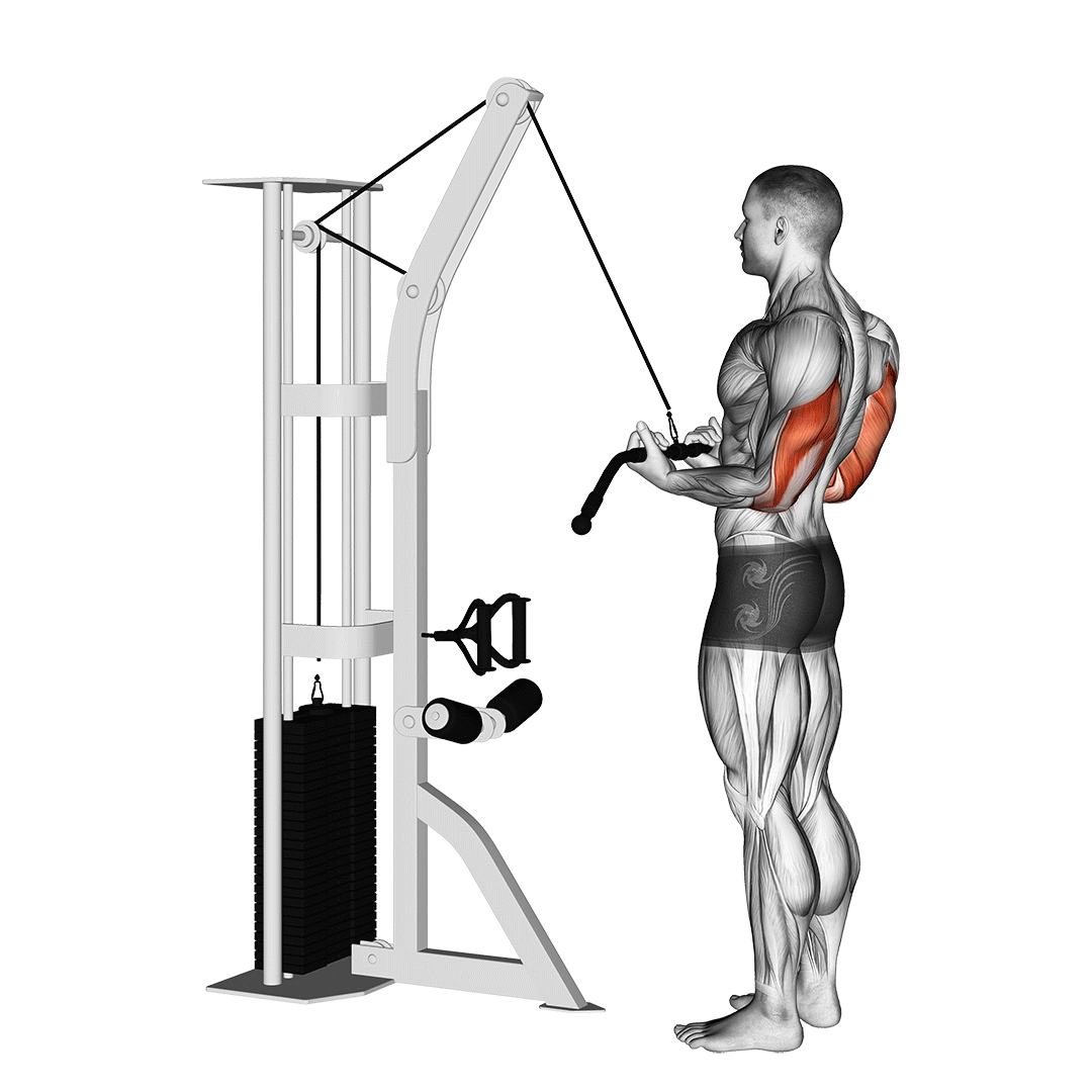 Cable Reverse-Grip Pushdown demo