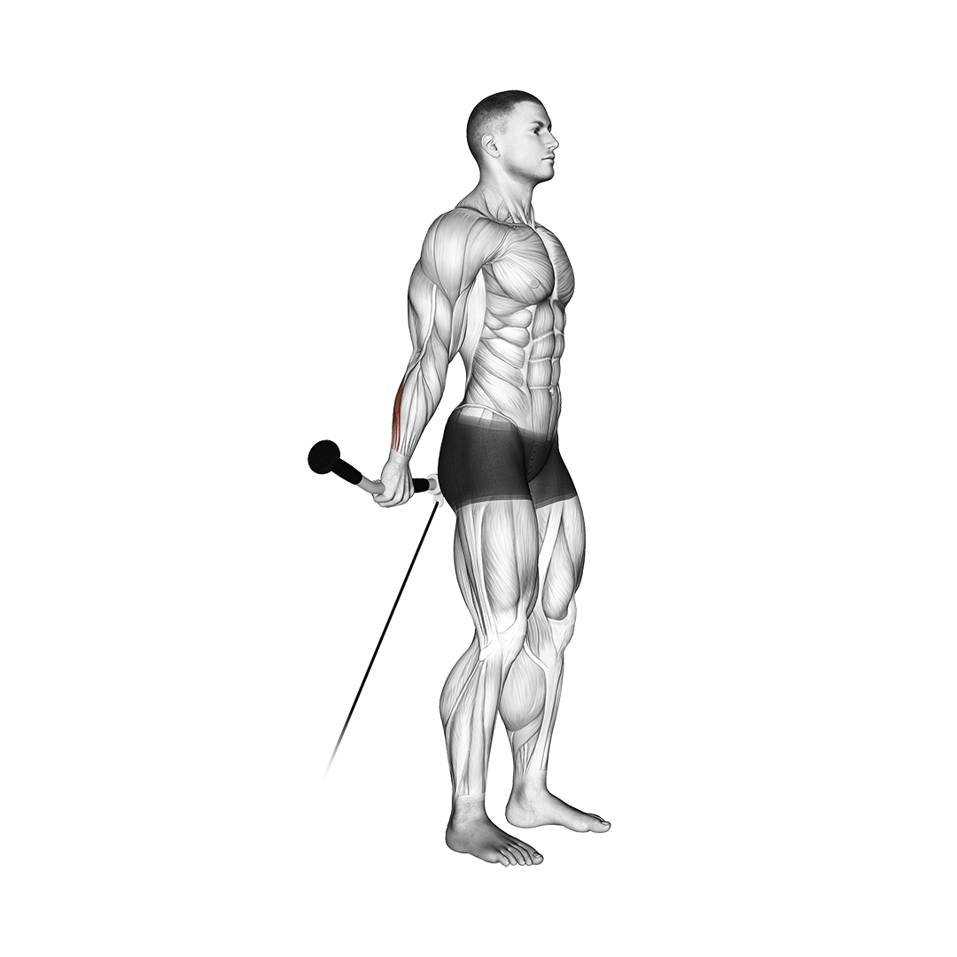 Cable Standing Back Wrist Curl demo