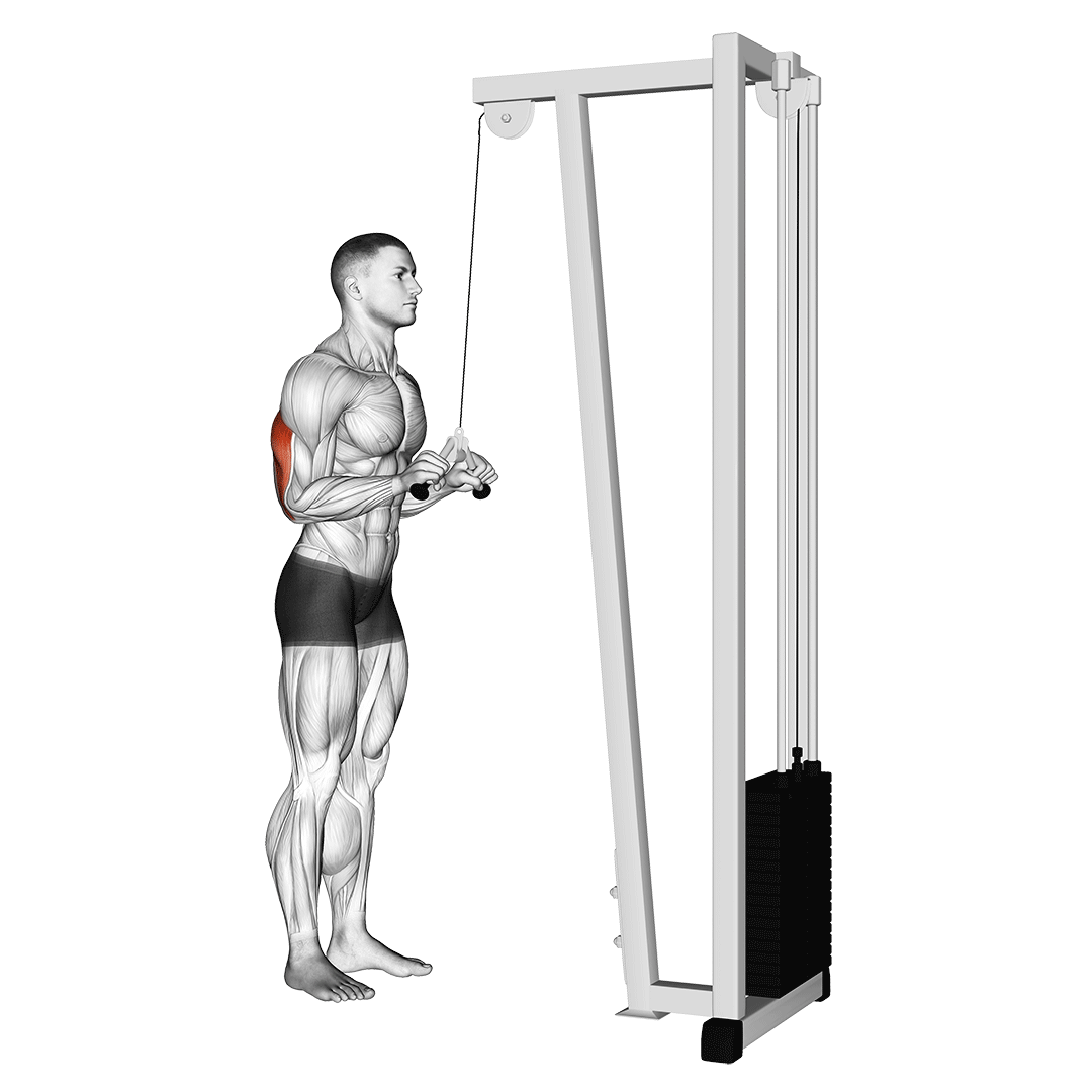 Cable Triceps Pushdown (V-Bar) demo
