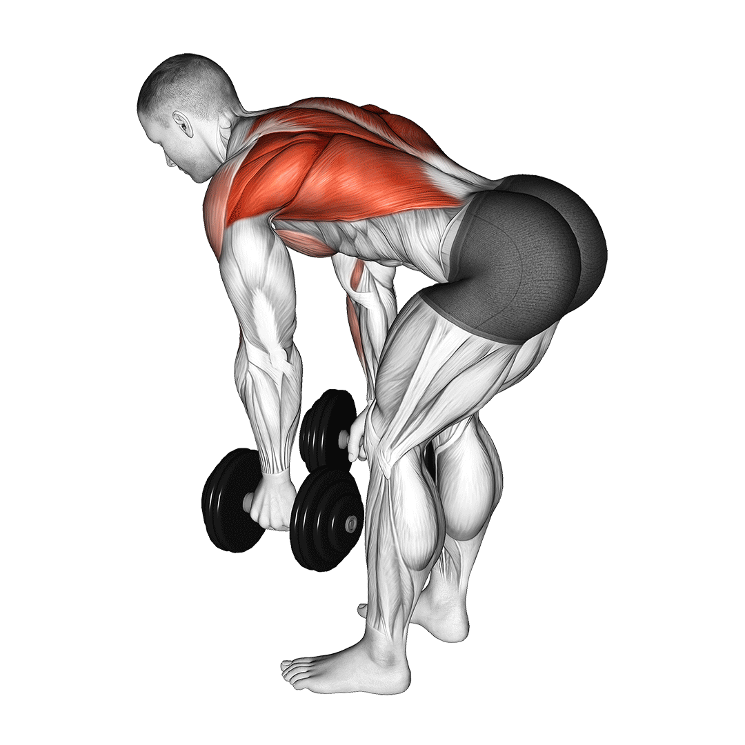 Dumbbell Bent Over Row demo