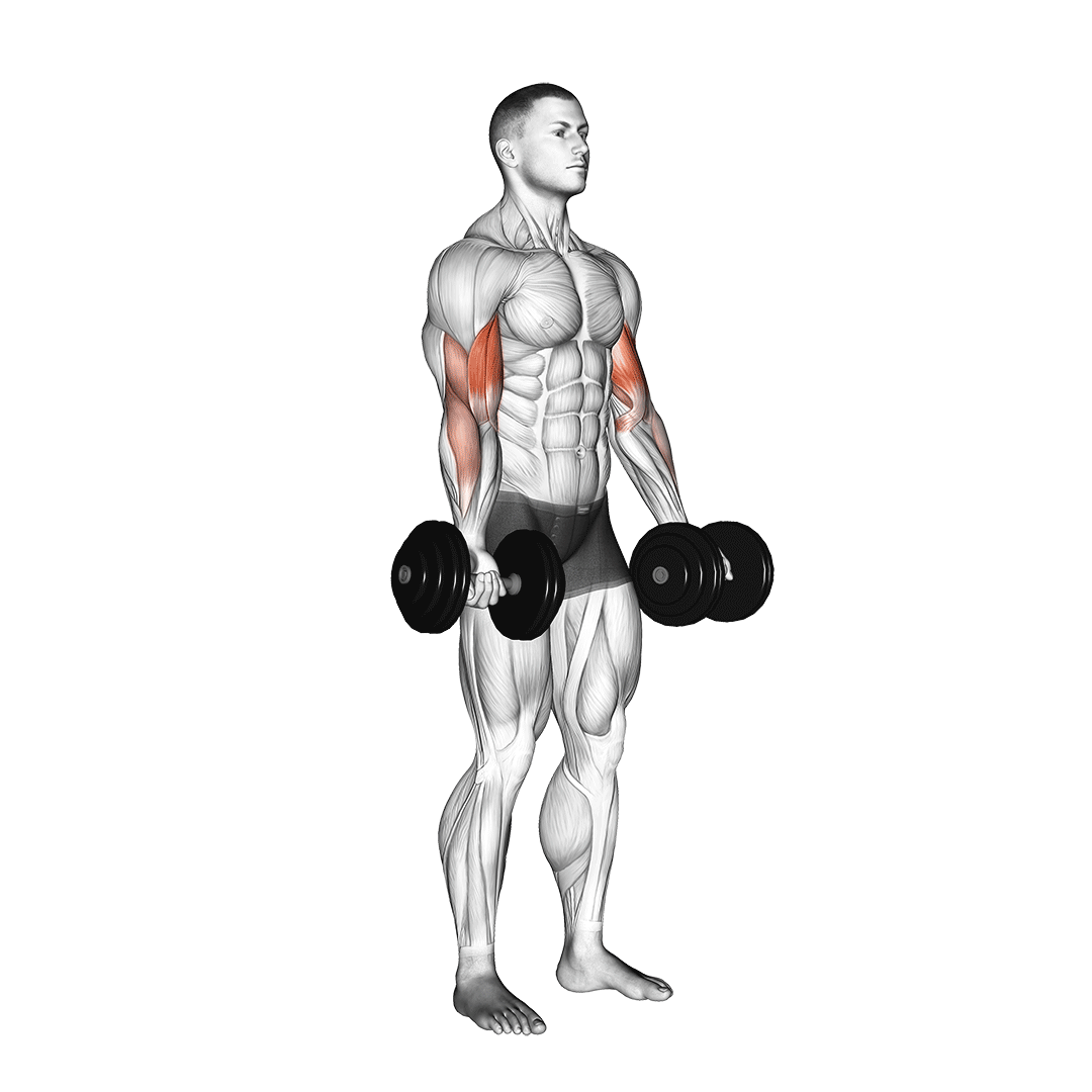 Dumbbell Biceps Curl demo