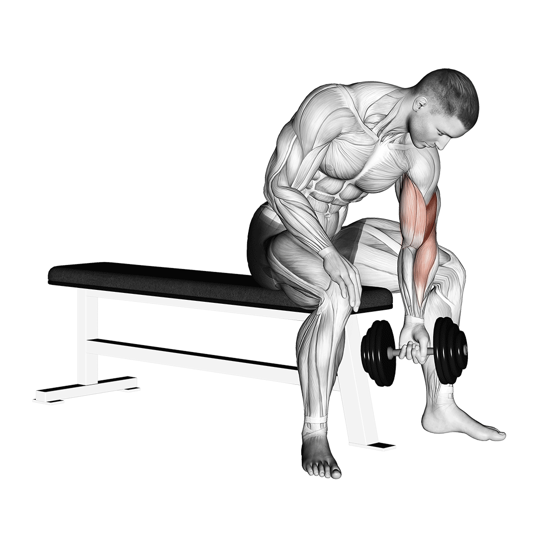 Dumbbell Concentration Curl demo