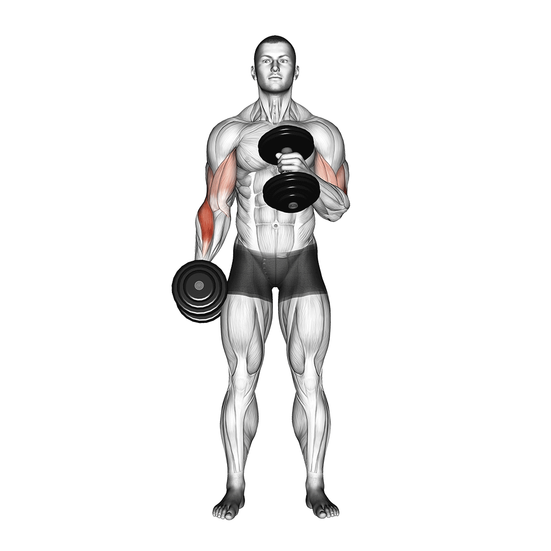 Dumbbell Cross Body Hammer Curl demonstration