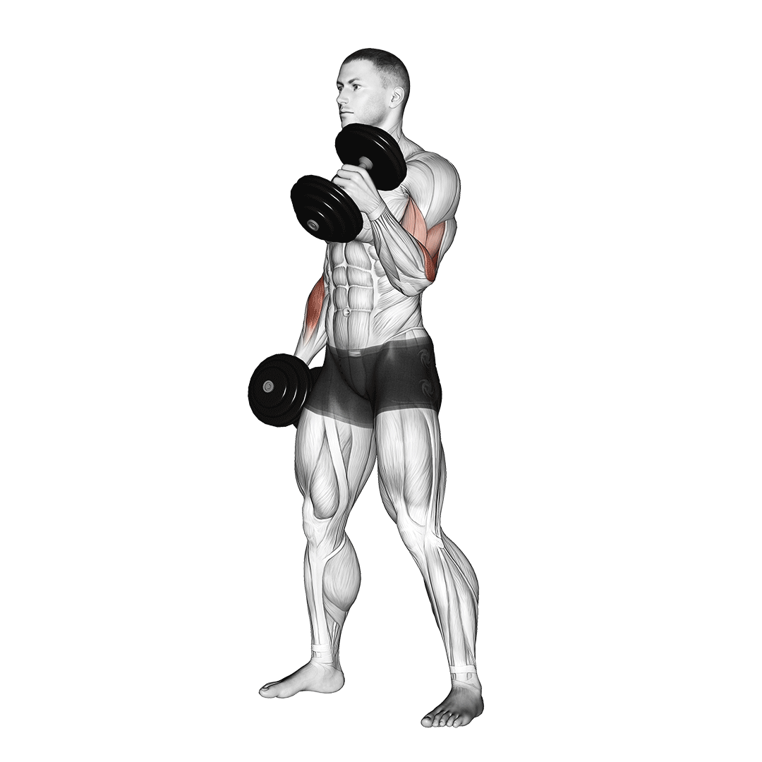 Dumbbell Hammer Curl demo