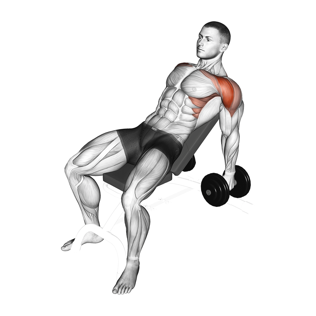 Dumbbell Incline Raise demo
