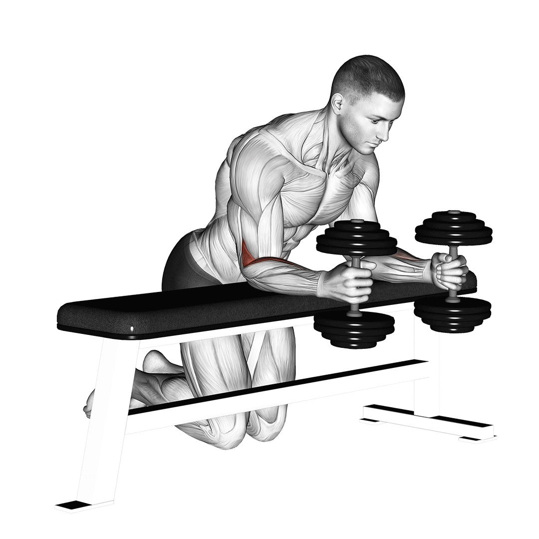 Dumbbell Over Bench Neutral Wrist Curl demonstration