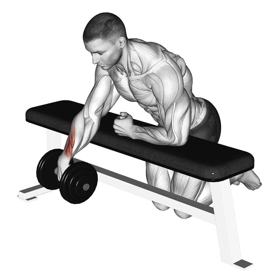 Dumbbell Over Bench One Arm Wrist Curl demonstration
