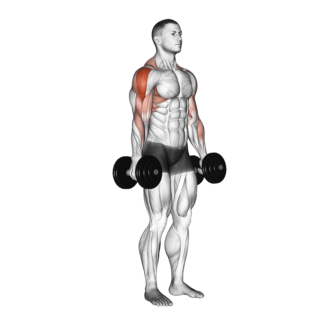 Dumbbell Raise demo
