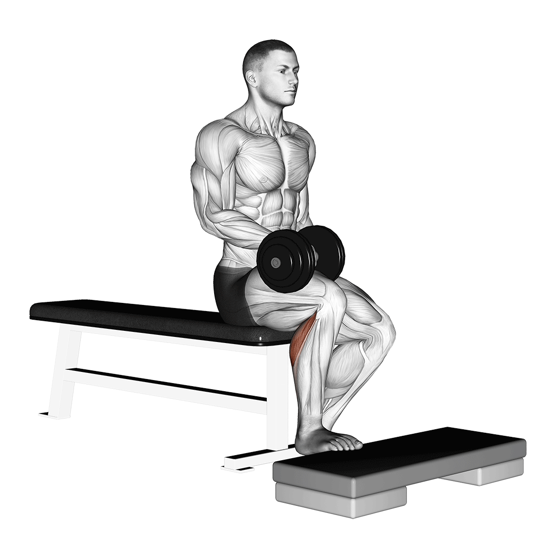 Dumbbell Seated One Leg Calf Raise demo