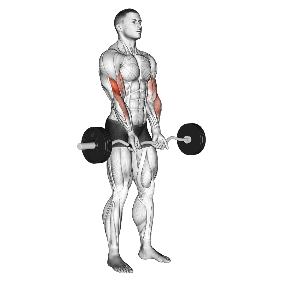 Ez Barbell Close-Grip Curl demo
