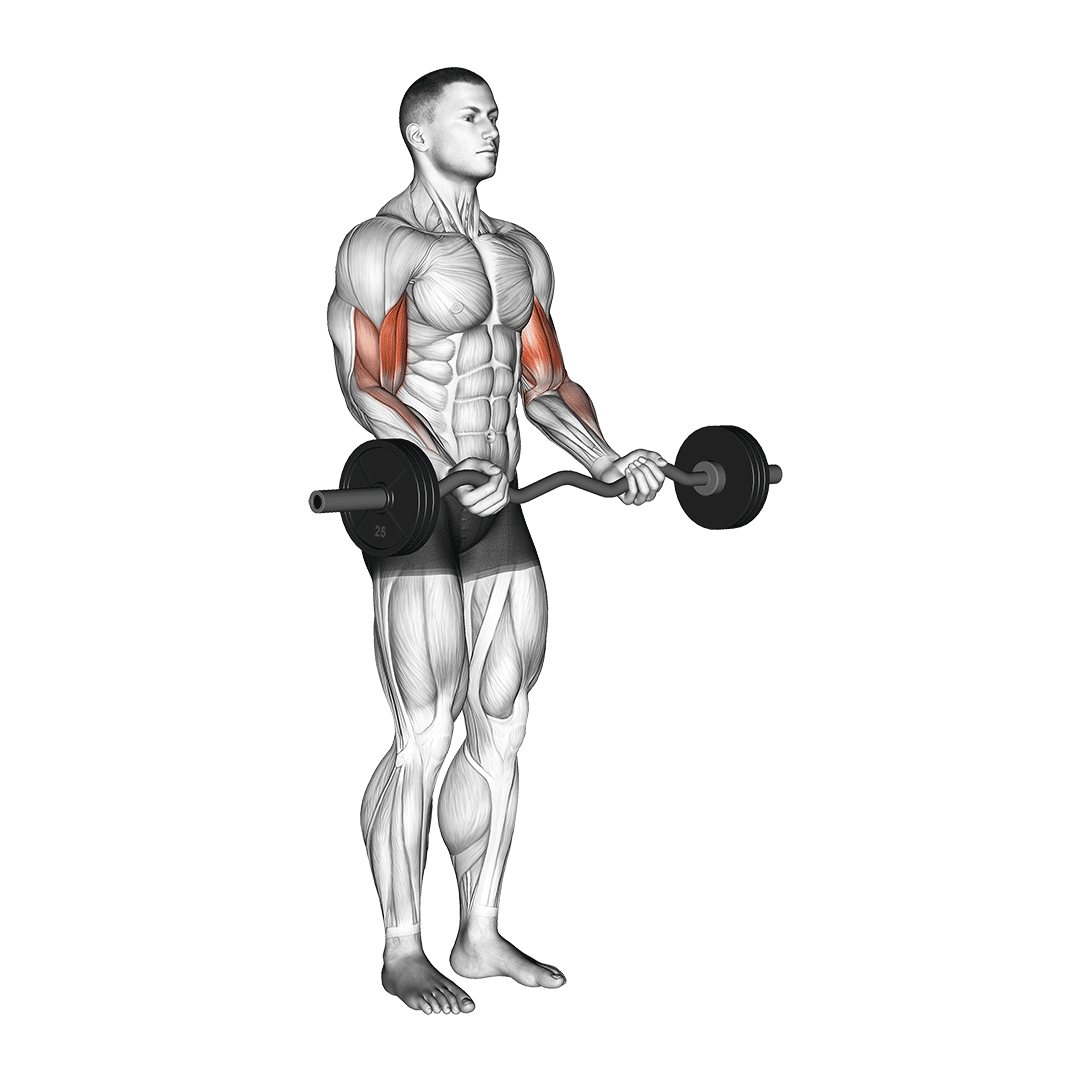 Ez Barbell Curl demo