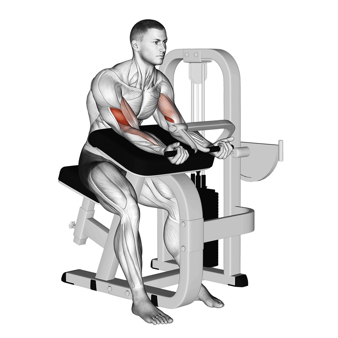 Lever Preacher Curl demo