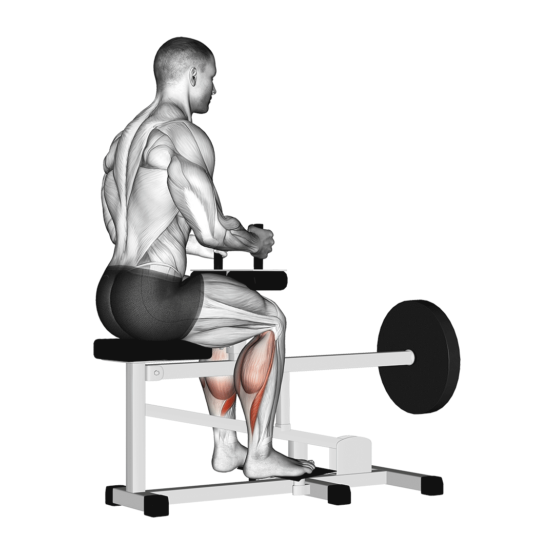 Lever Seated Calf Raise demo