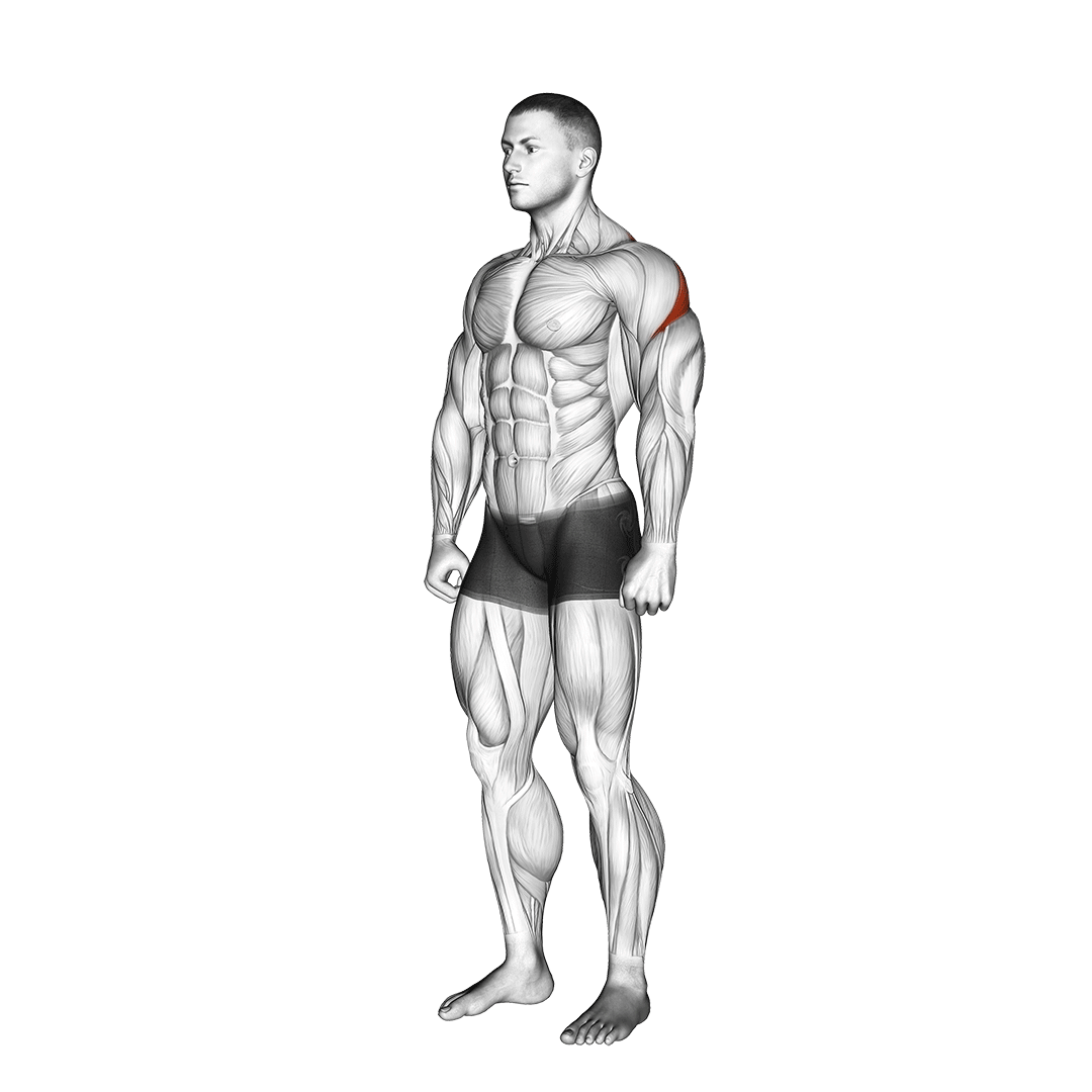 Rear Deltoid Stretch demo