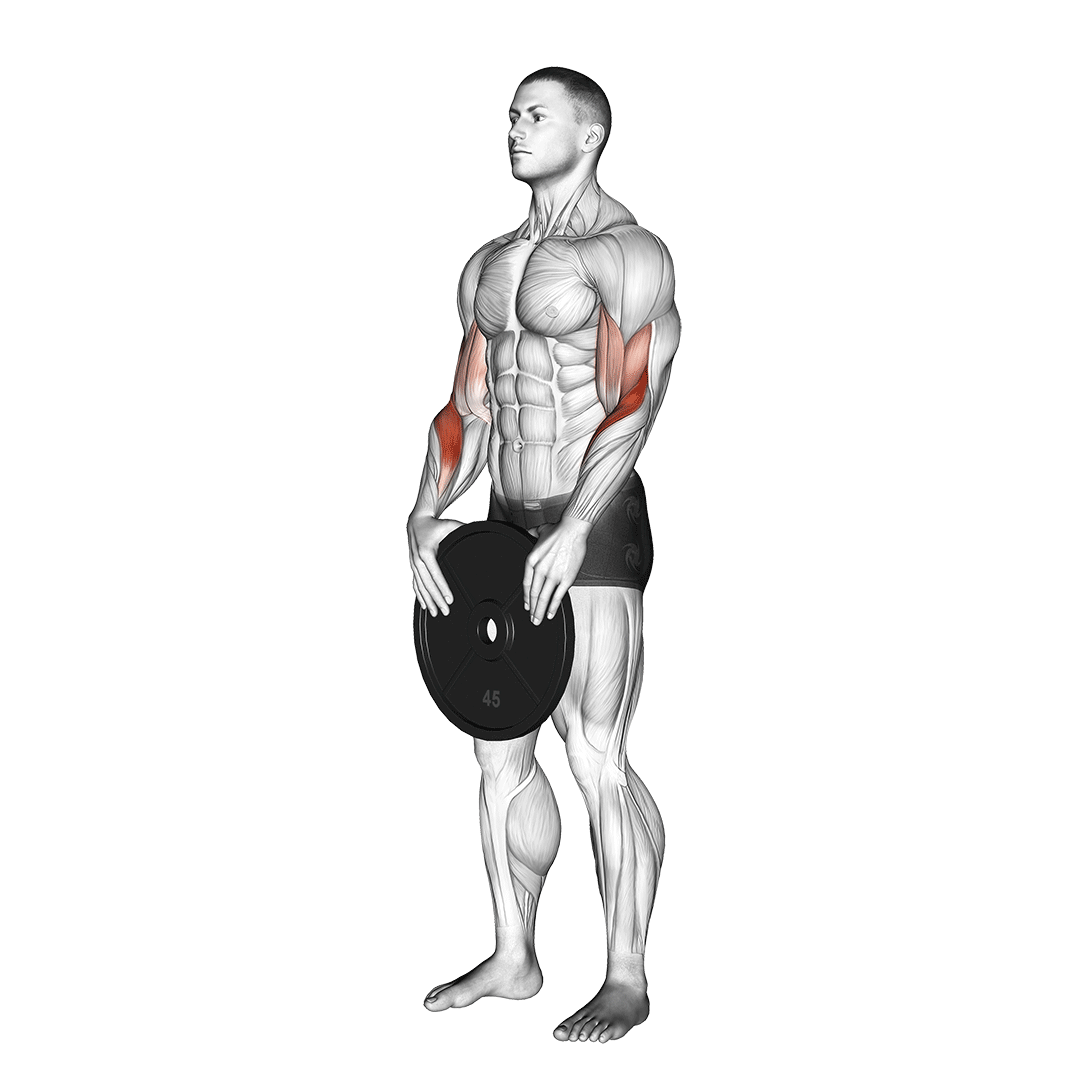 Weighted Standing Curl demo