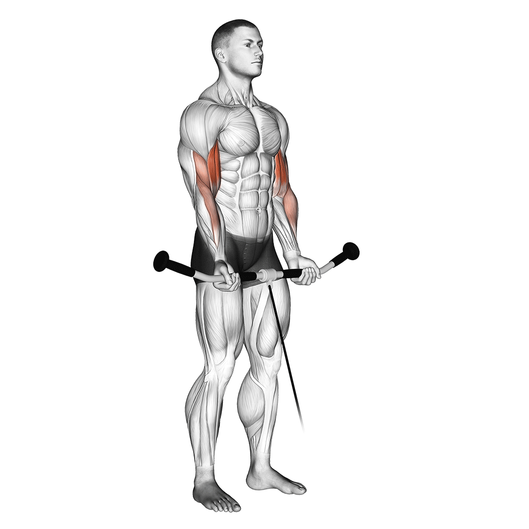 Cable Curl demo