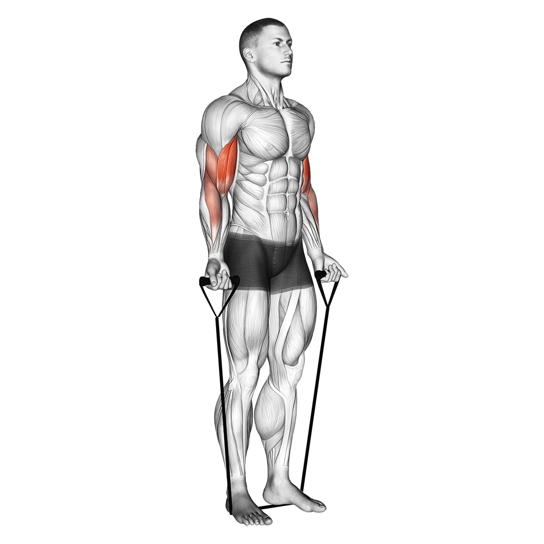 Band Alternating Biceps Curl demo