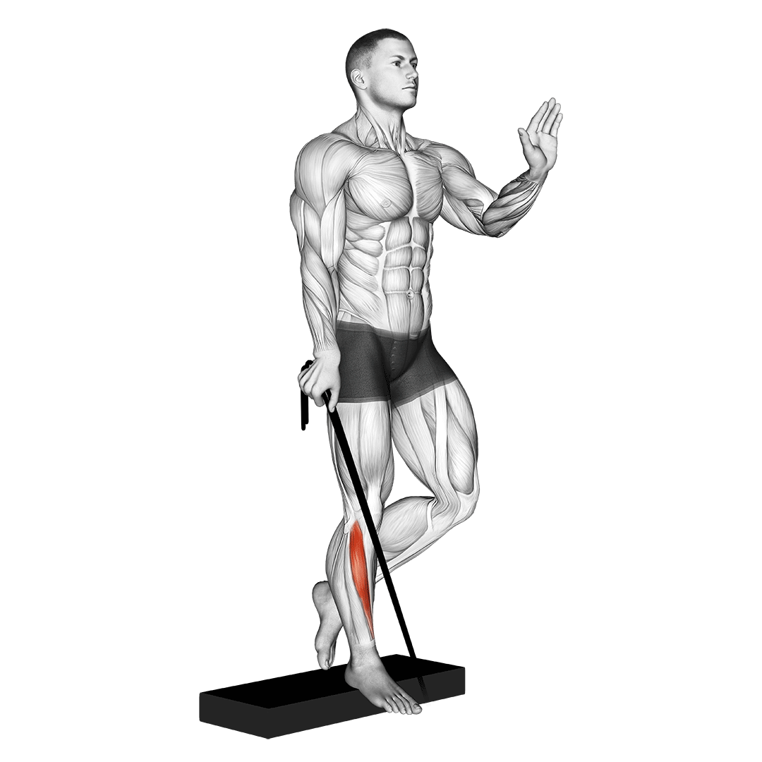 Band Single Leg Reverse Calf Raise demo