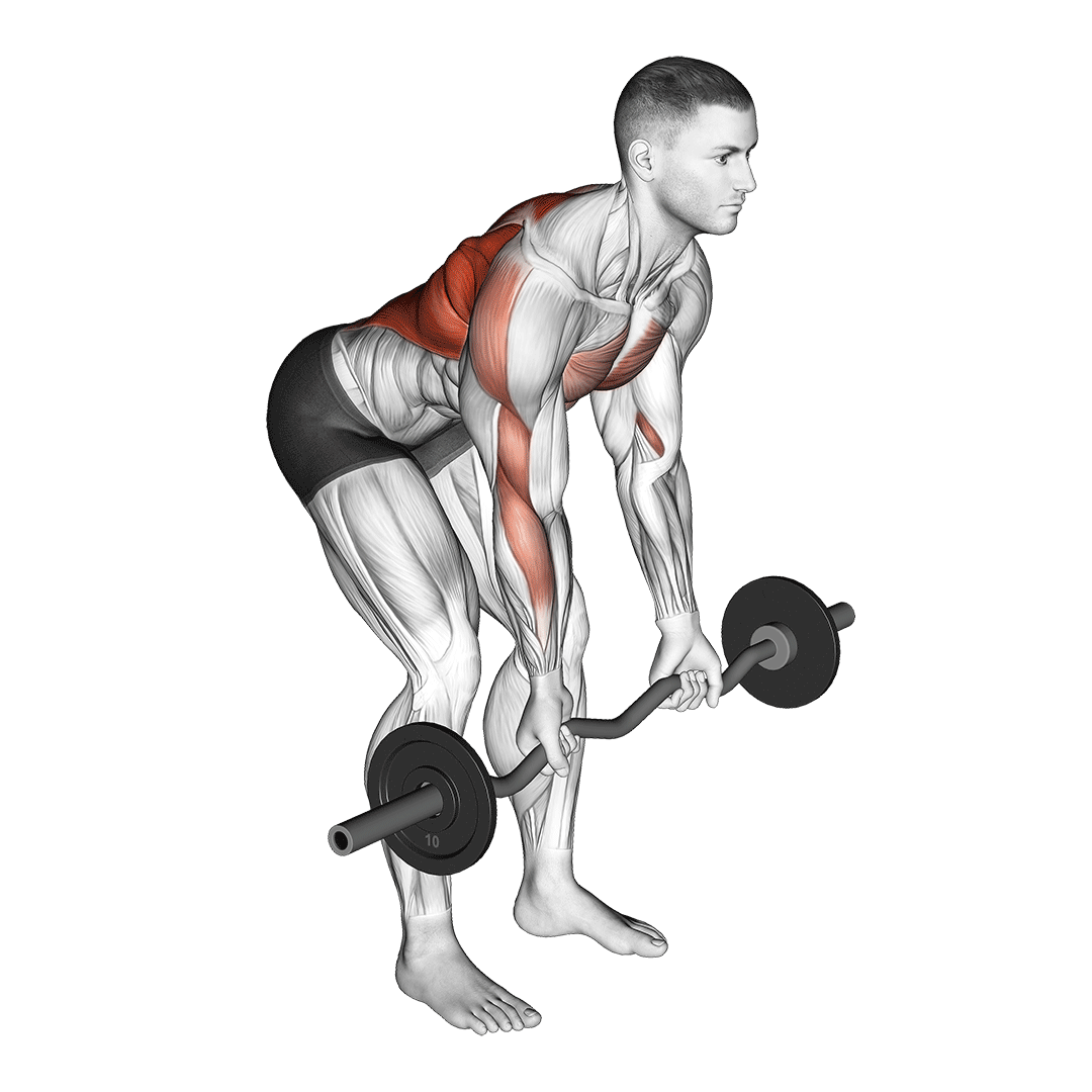 Ez Bar Reverse Grip Bent Over Row demo