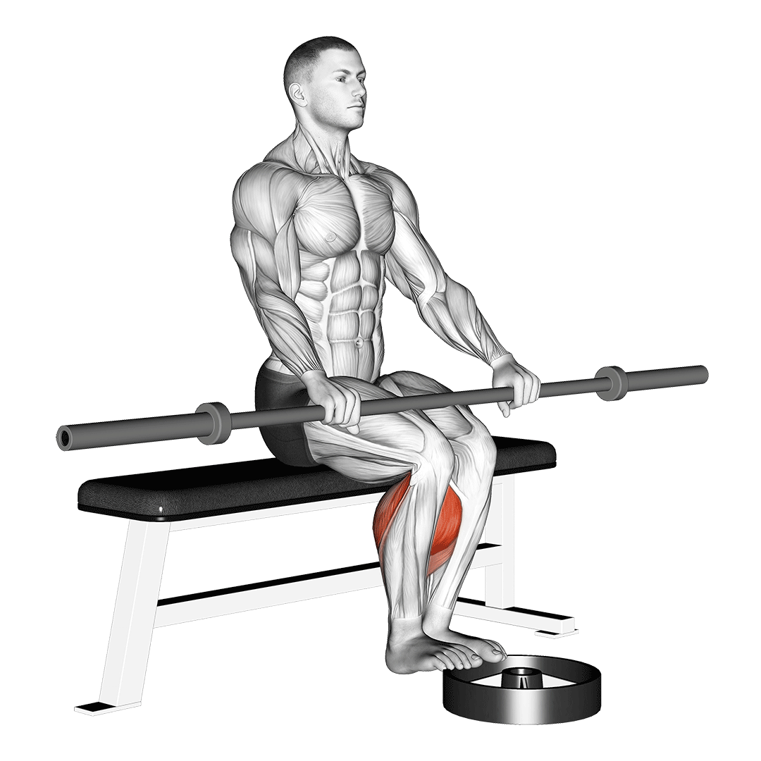 Barbell Seated Calf Raise demo