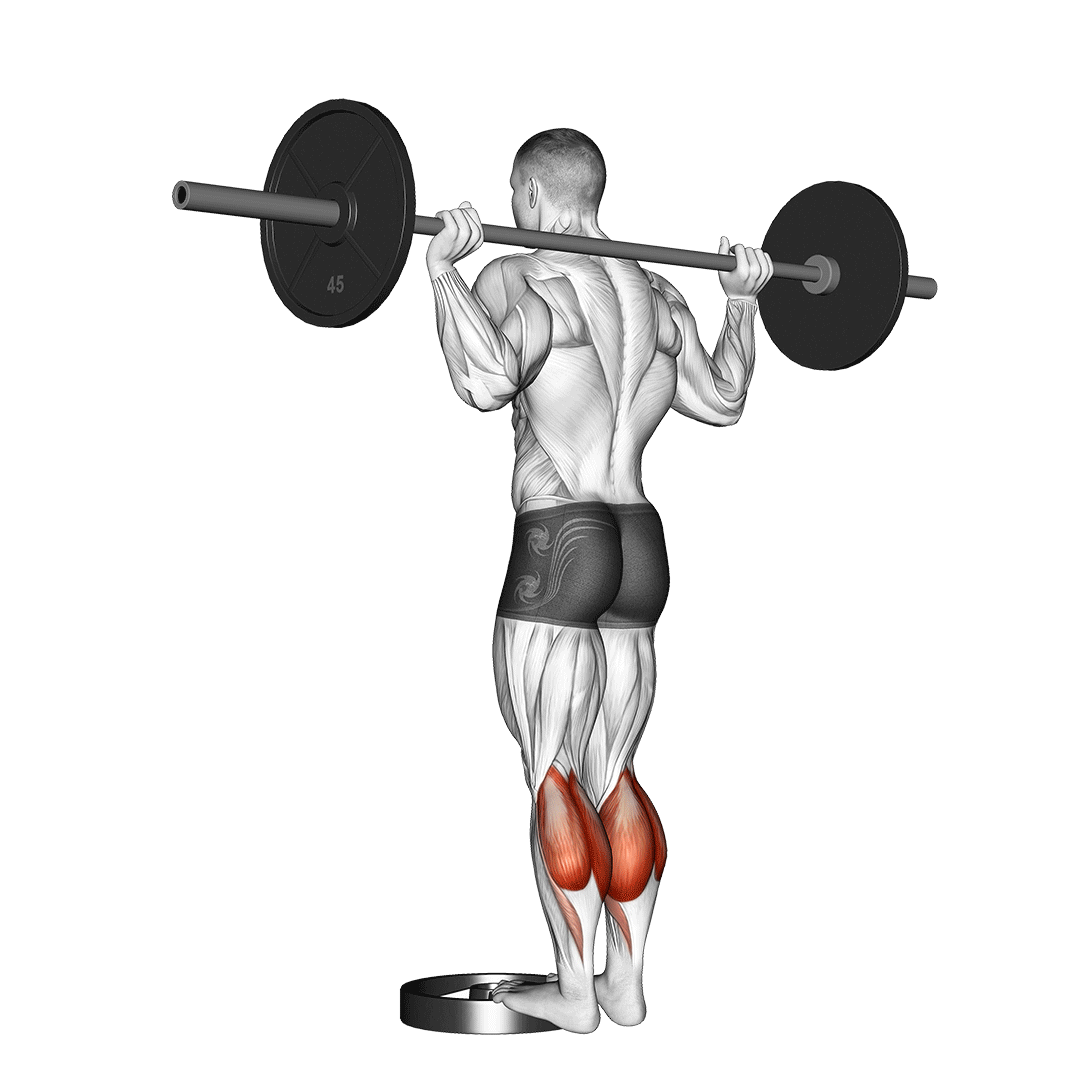 Barbell Standing Calf Raise demo