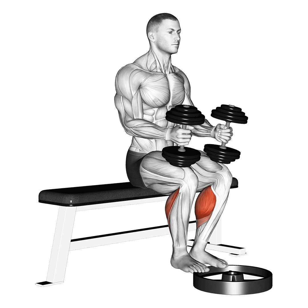 Dumbbell Seated Calf Raise demo