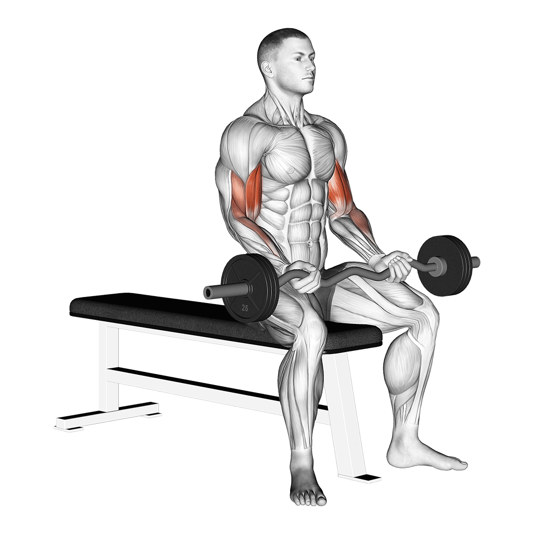 Ez Barbell Seated Curls demo
