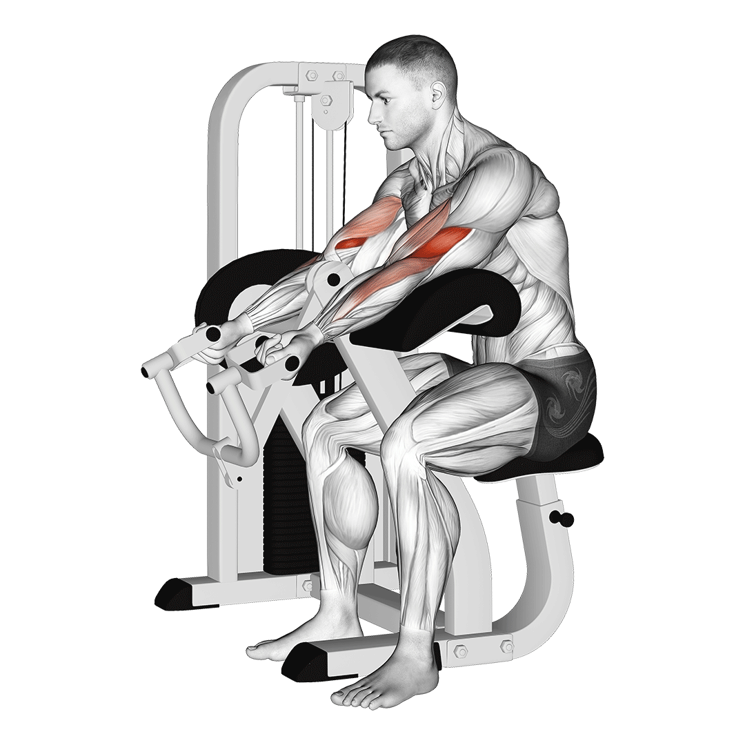 Lever Preacher Curl V. 2 demo