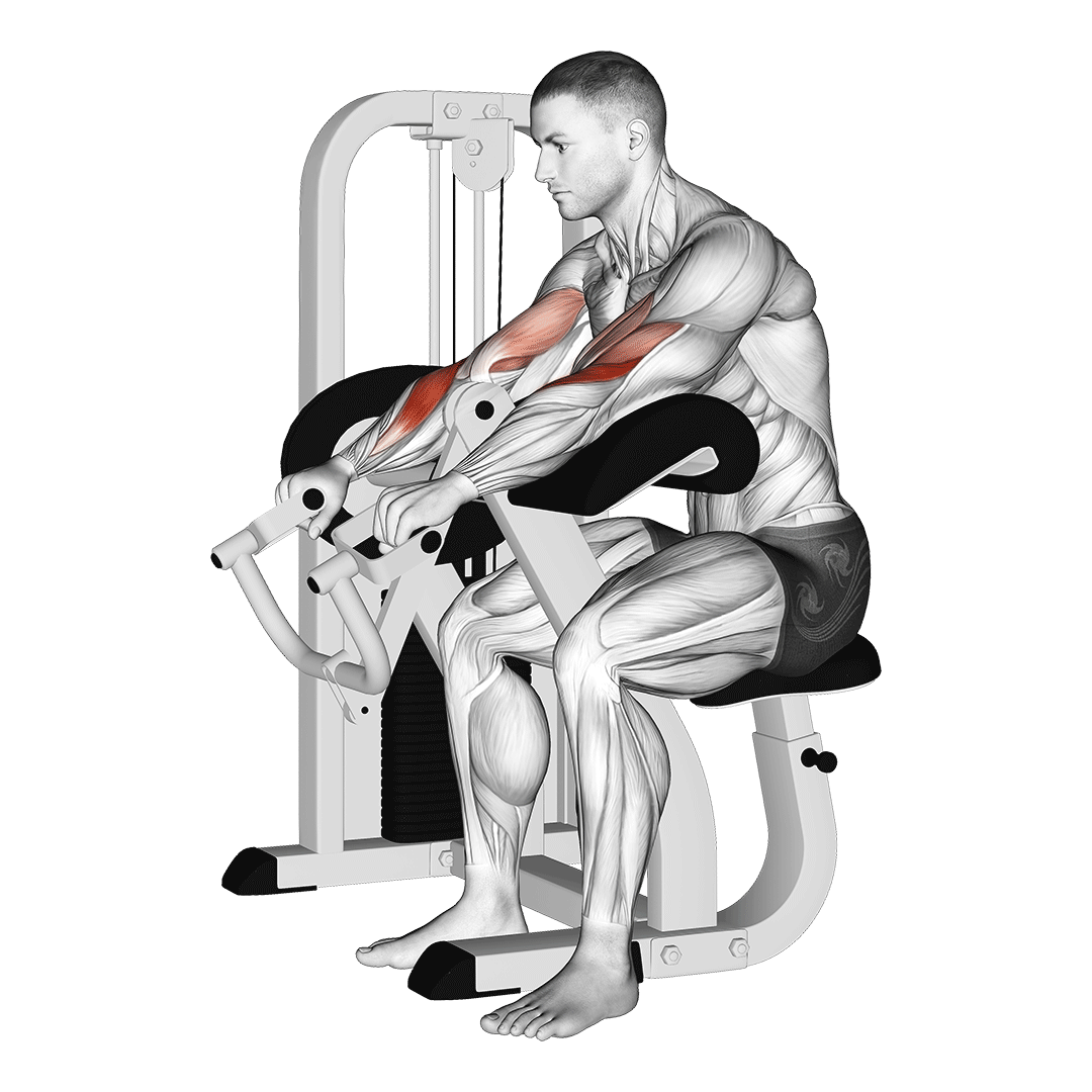 Lever Reverse Grip Preacher Curl demonstration