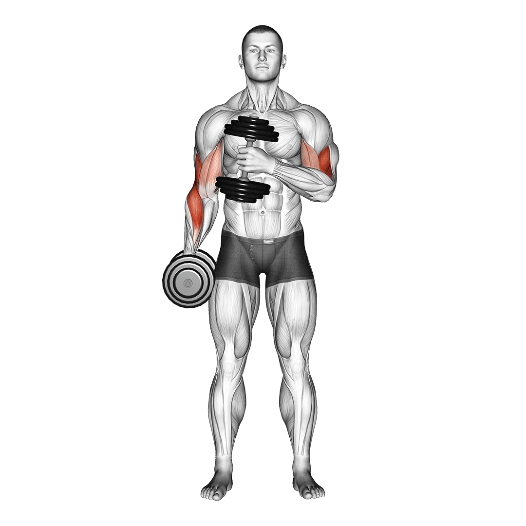 Dumbbell Cross Body Hammer Curl V. 2 demonstration