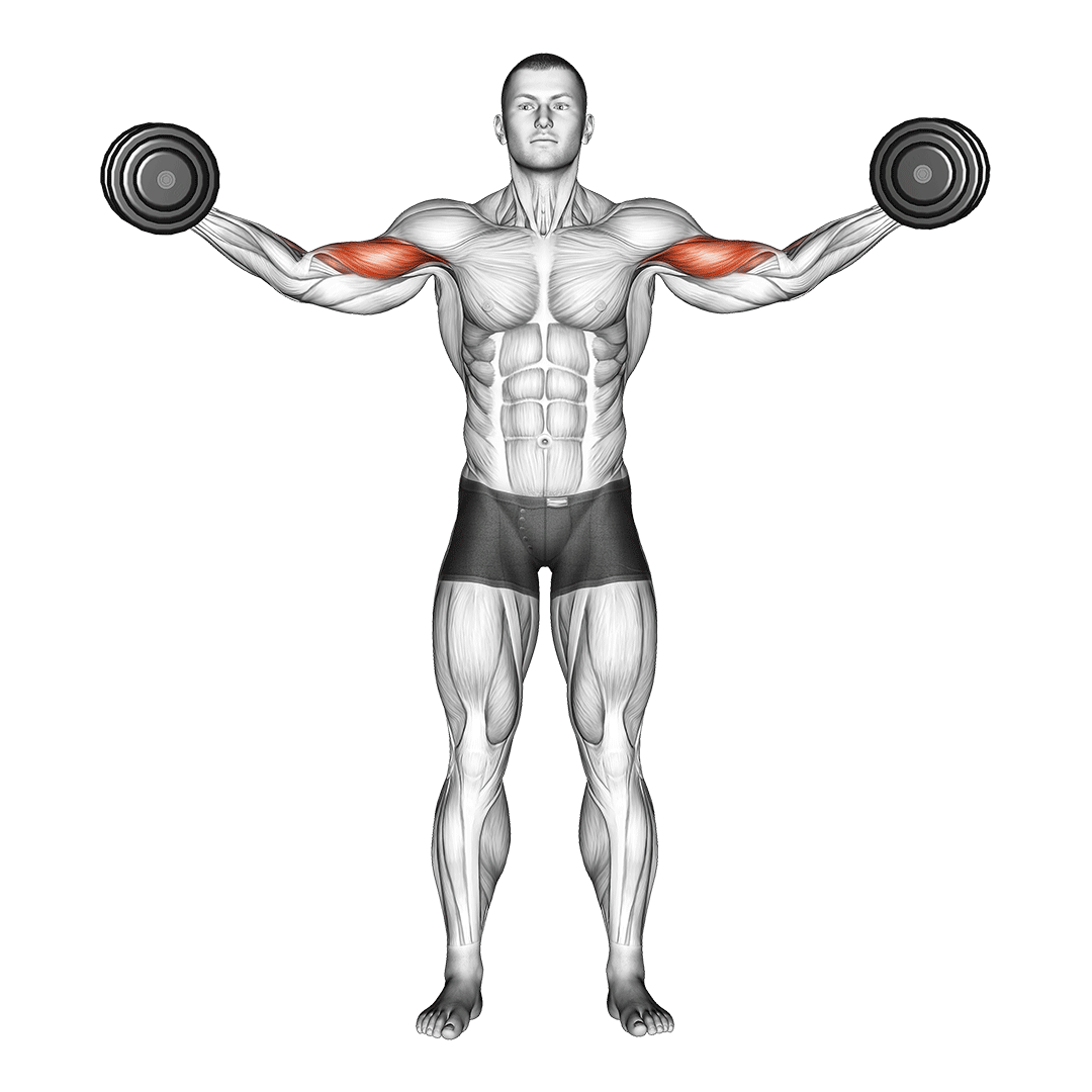 Dumbbell High Curl demo