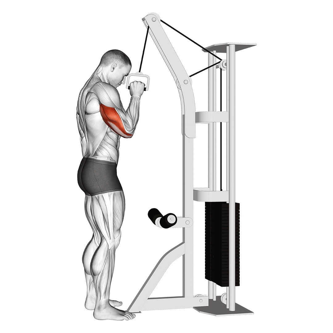 Cable One Arm Tricep Pushdown demo