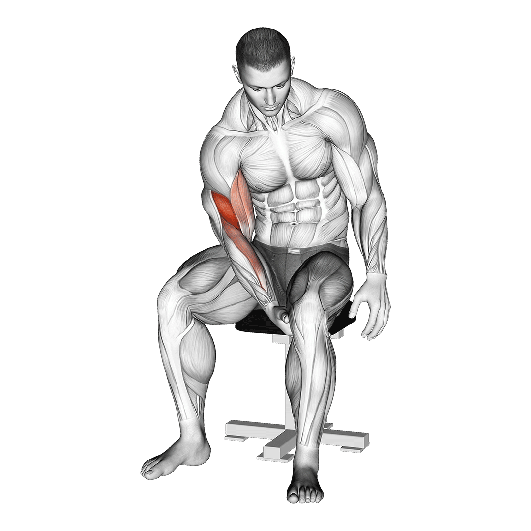 Biceps Leg Concentration Curl demo