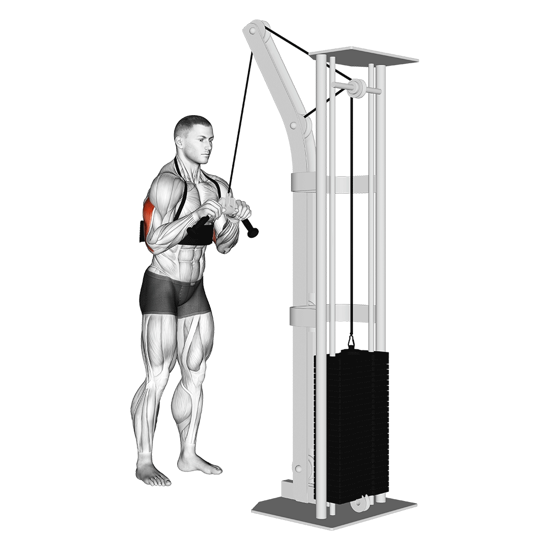 Cable Triceps Pushdown (V-Bar) (With Arm Blaster) demonstration