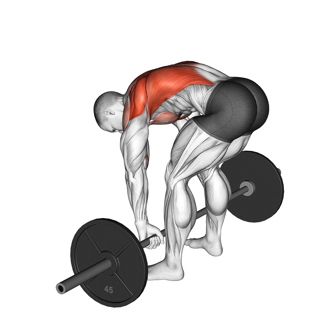 Barbell Pendlay Row demo
