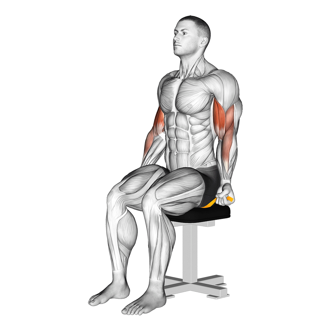 Resistance Band Seated Biceps Curl demo